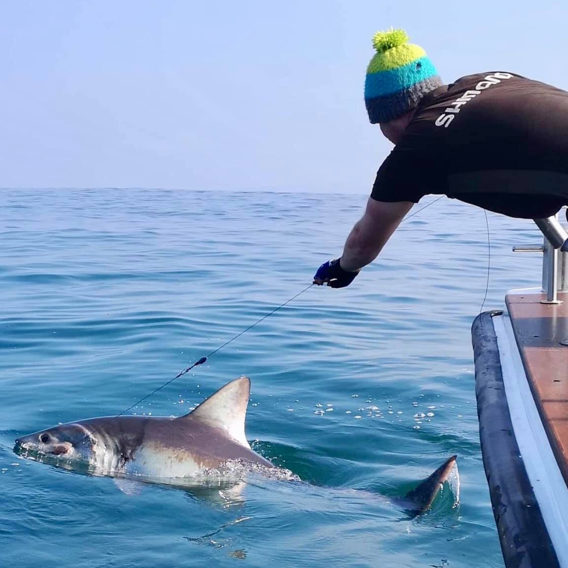 400lb Porbeagle Shark Jigged Up on Spinning Rod! 