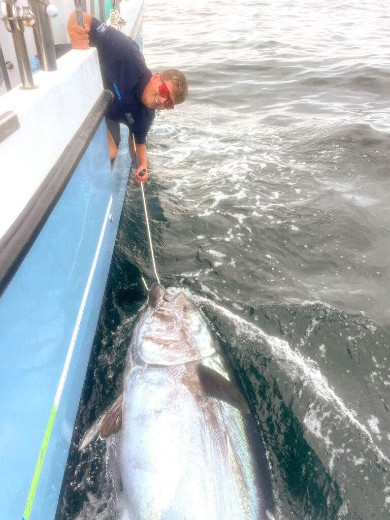 Tagging a Bluefin Tuna fish