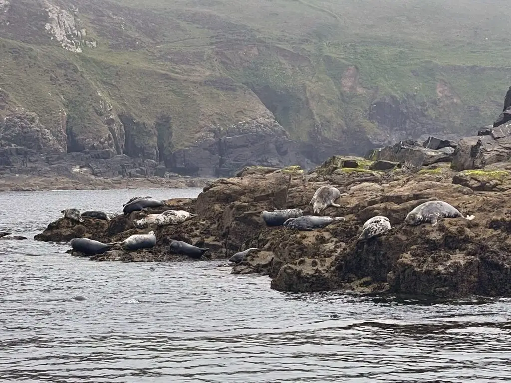 Seals on Seal Island